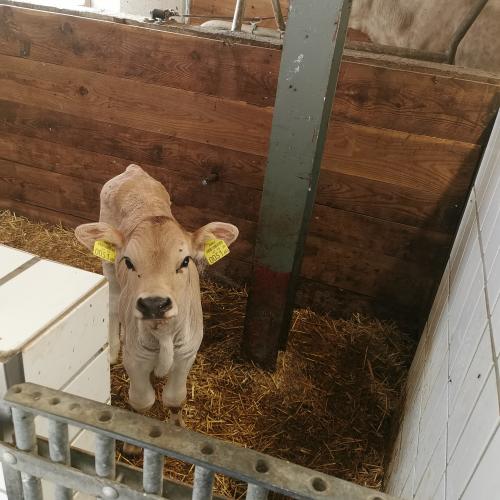 Hofbesuch