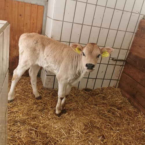 Hofbesuch